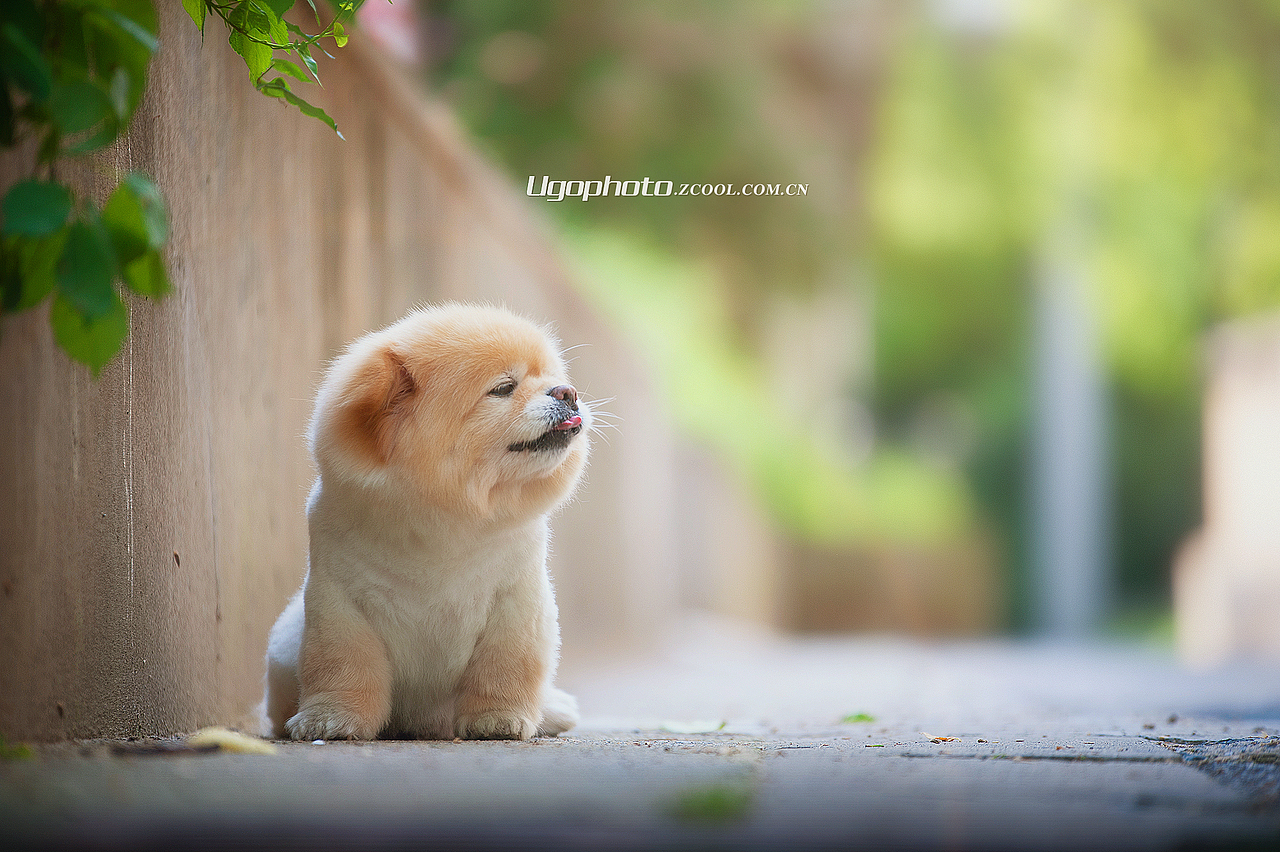 walk alone独行 【动物摄影师何某某个人作品18】