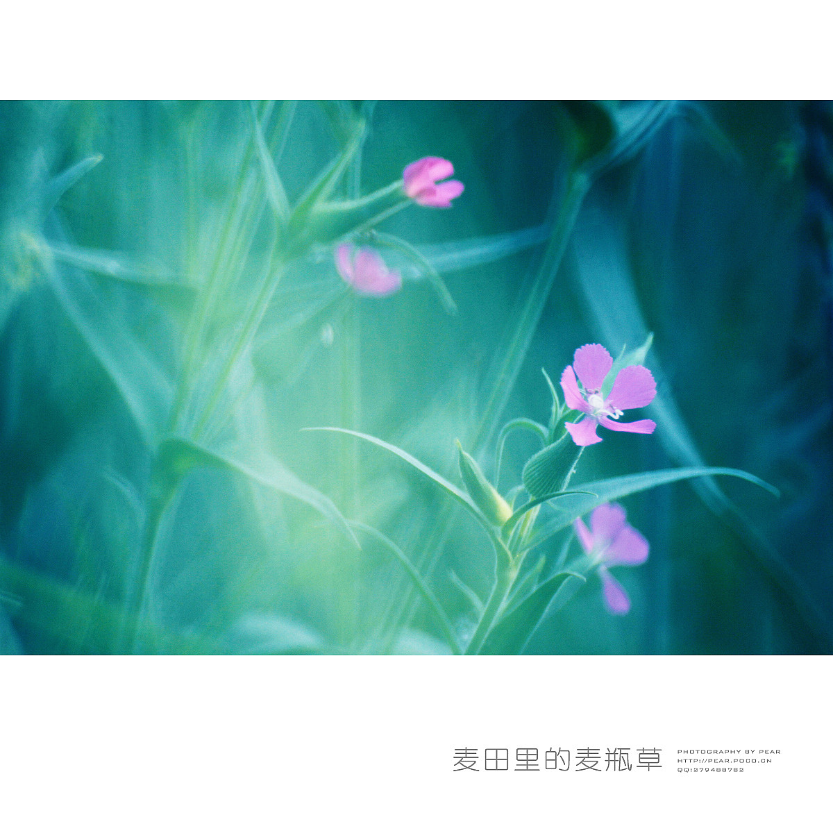 麦田里的麦瓶草（图ZMTU5NTc5MDA=） - 风光摄影 - 站酷设计师pear1103原创素材 - 站酷ZCOOL