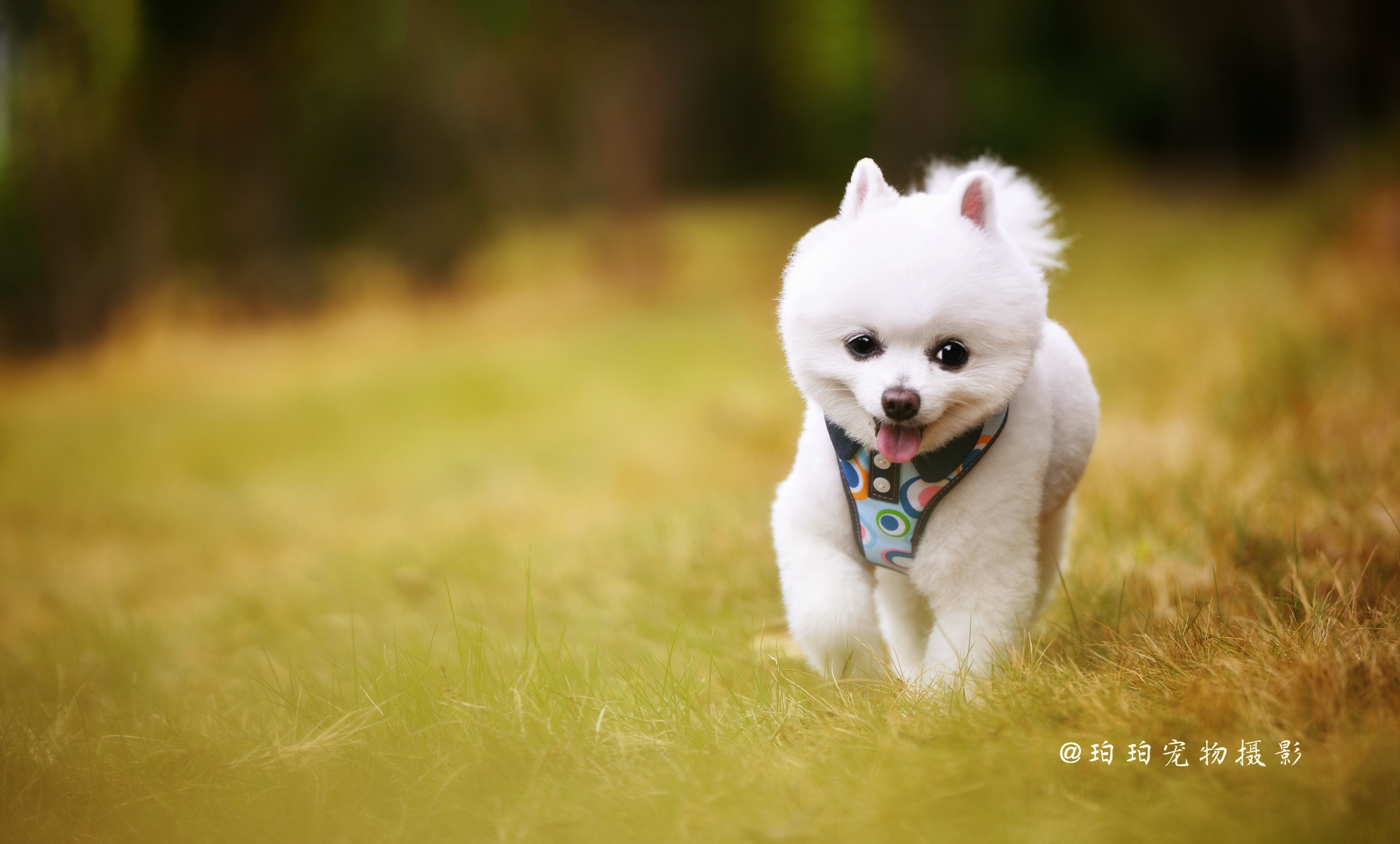 深圳宠物摄影-珀珀宠影客片之博美