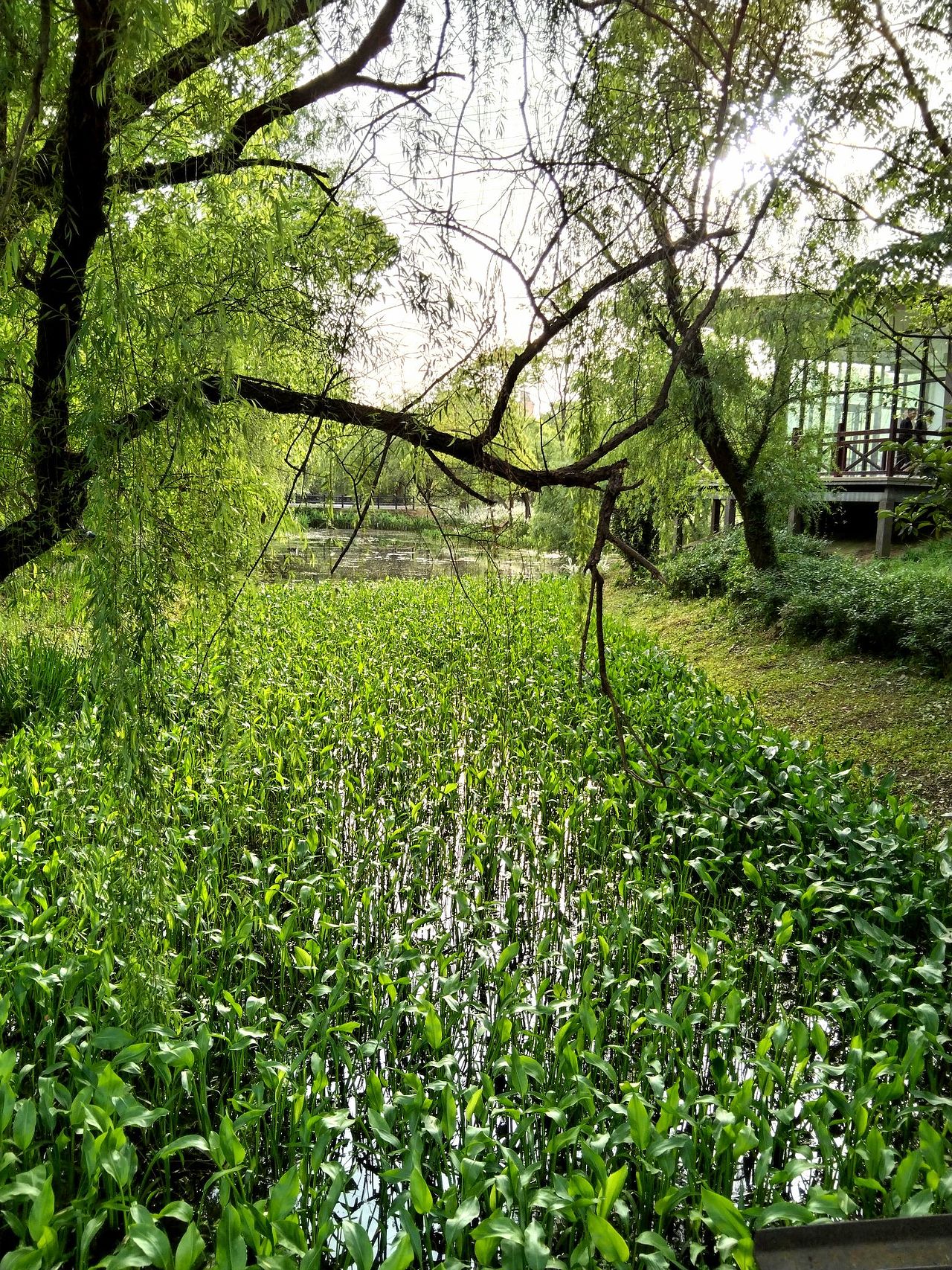 宝山.丰翔智秀公园