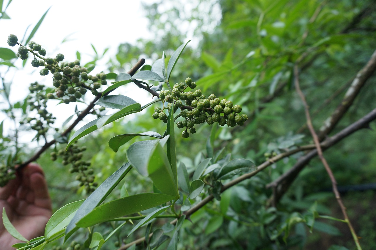 云南满泽花椒 昭通炎山麻椒 青椒
