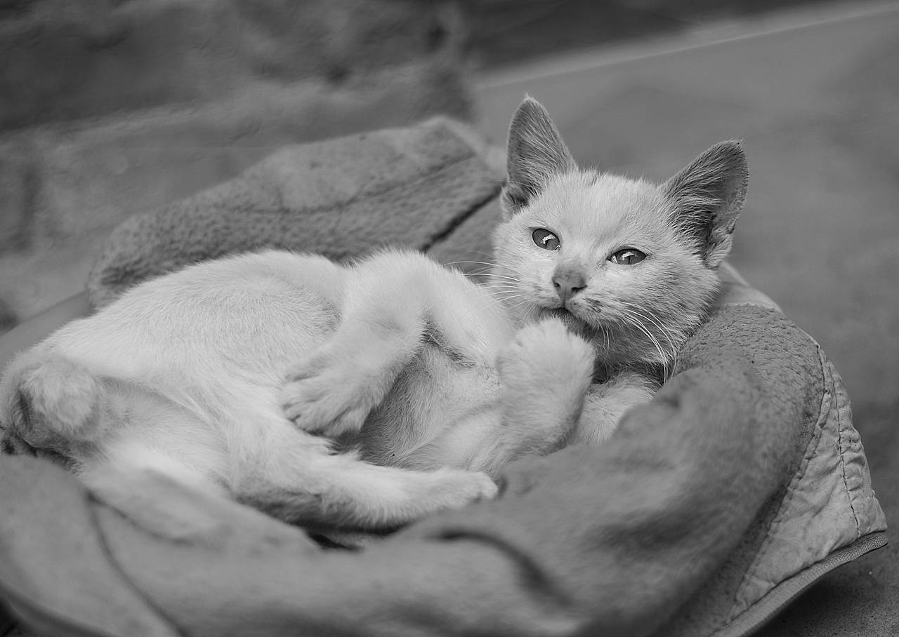 来自乡下的文艺——猫姐(>^ω^<)!!