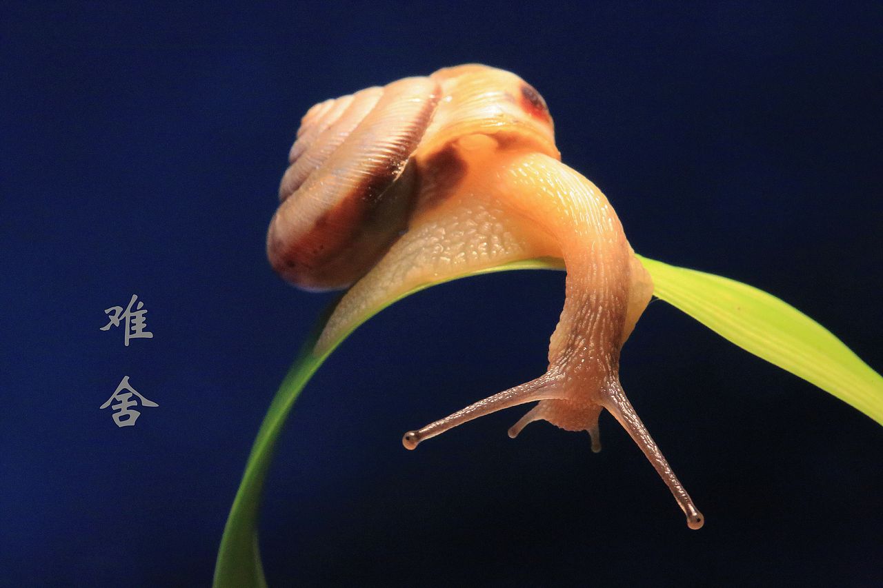 蜗牛的爱情故事（图ZOTkxODE0MA==） - 产品摄影 - 站酷设计师黑摄会_人在非洲原创素材 - 站酷ZCOOL