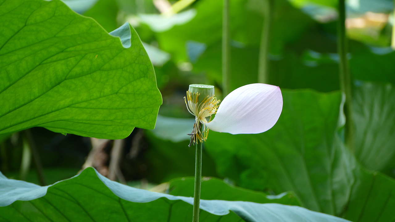 荷花（图ZODI4MDY0ODg=） - 风光摄影 - 站酷设计师看长河原创素材 - 站酷ZCOOL