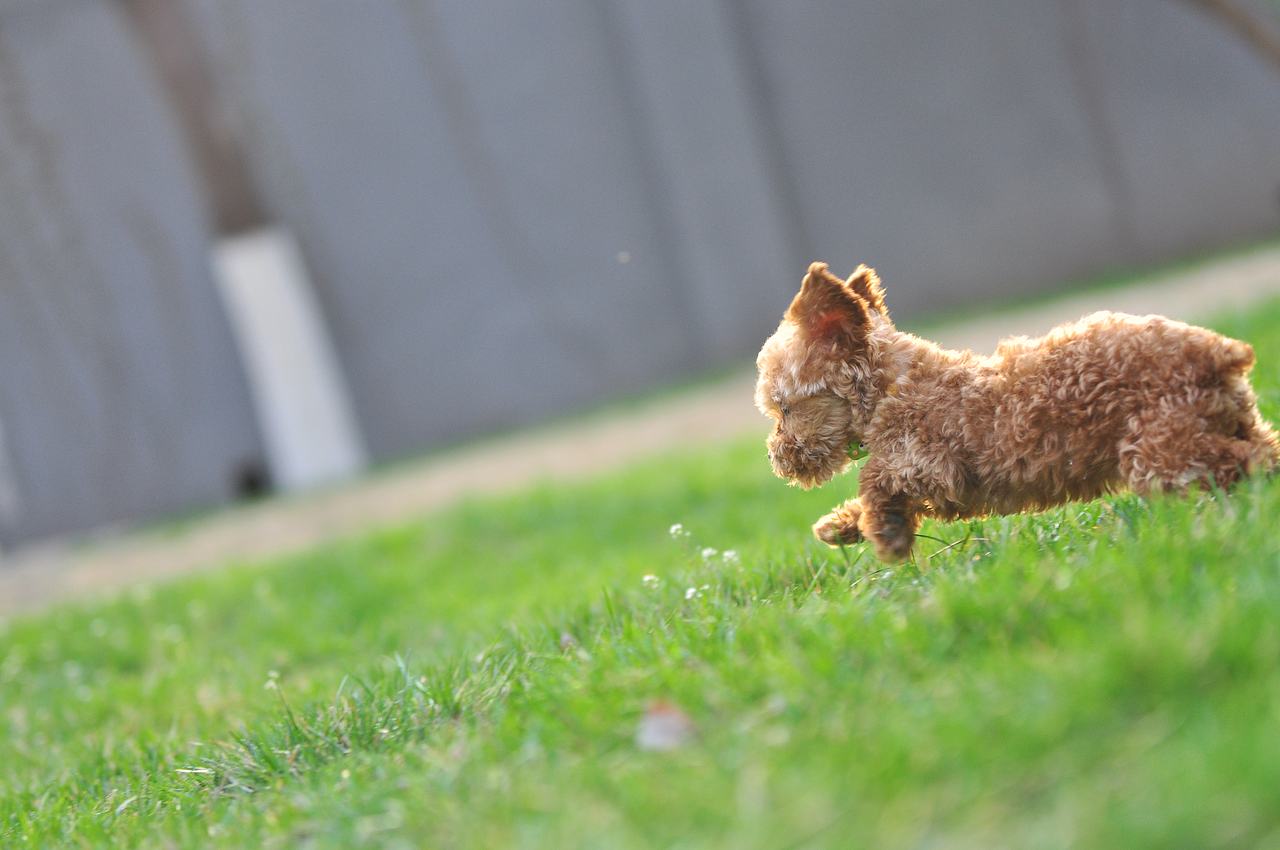 设计师的宠物摄影（图ZODA4NjEwMDg=） - 宠物摄影 - 站酷设计师徐志友原创素材 - 站酷ZCOOL