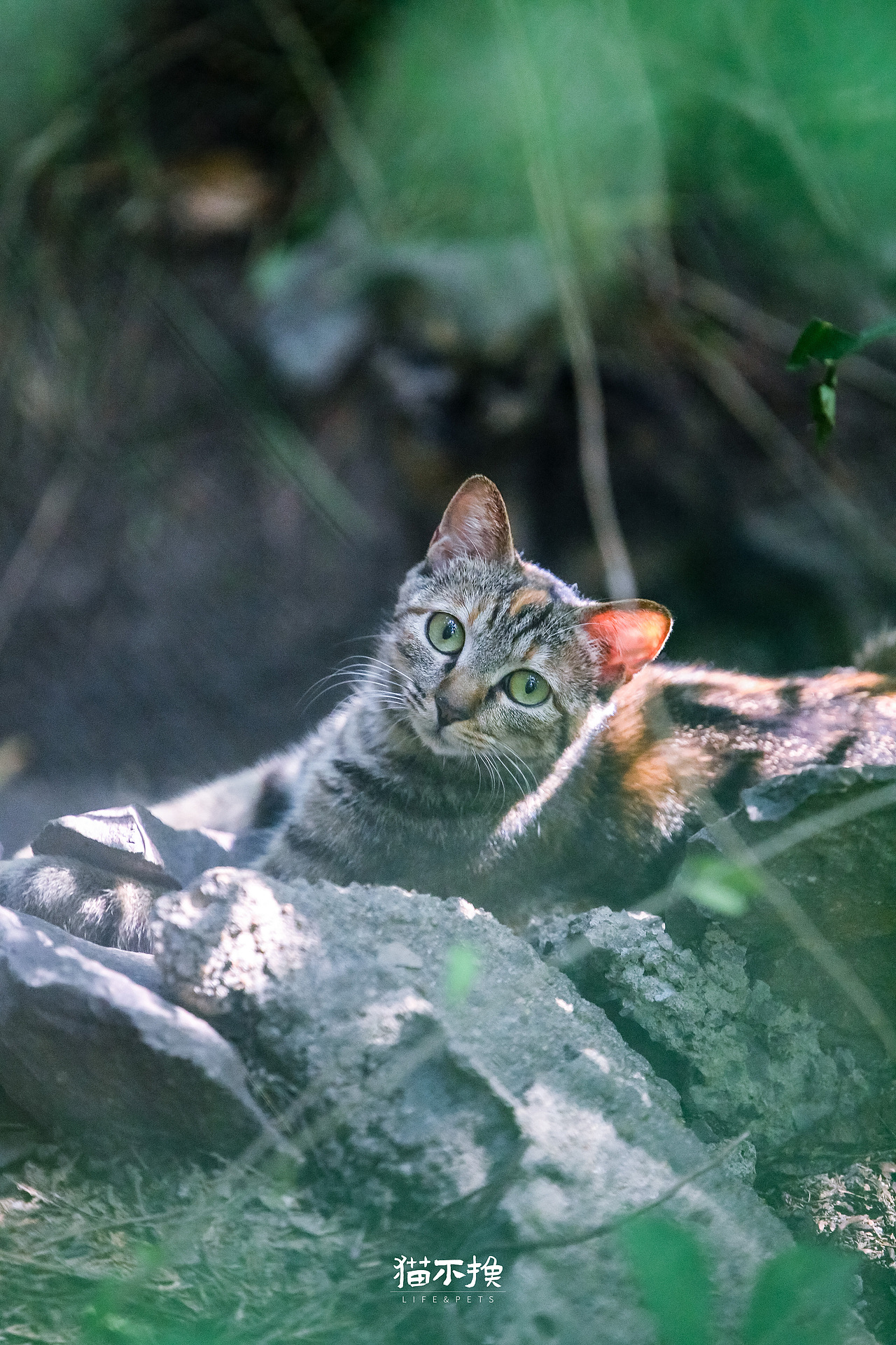山猫日记20210914