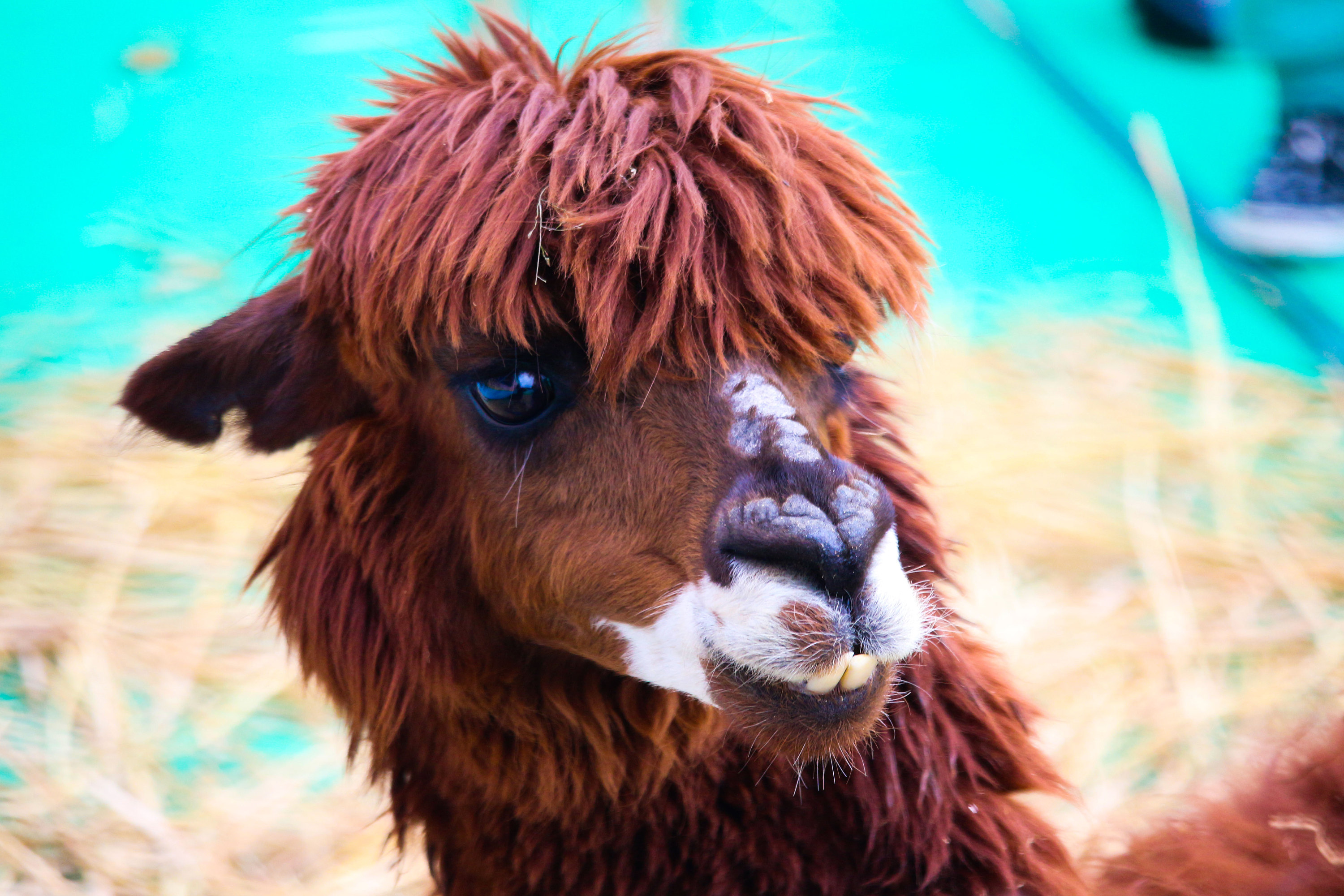 哈喽,我是羊驼小王子