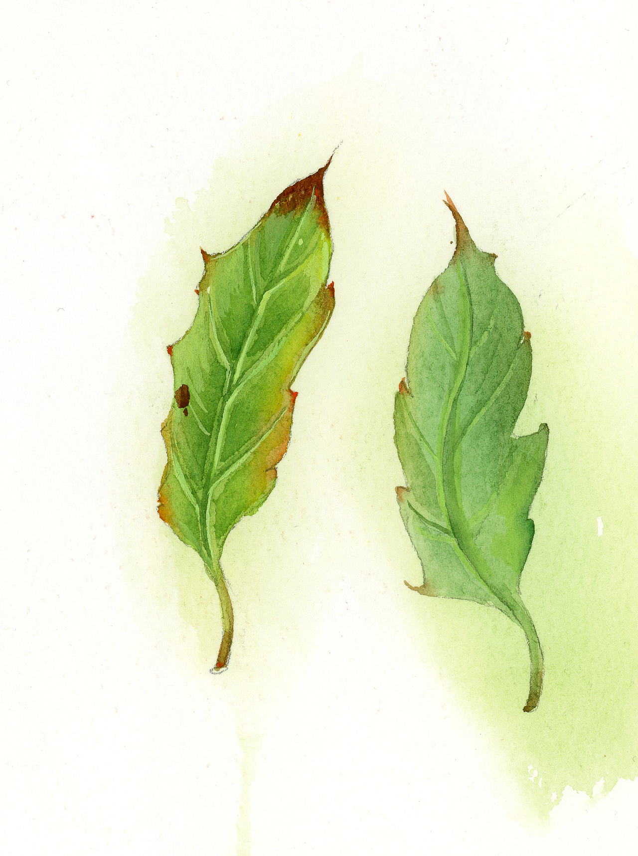 水彩花卉（图ZMjg5NzEzODQ0） - 艺术插画 - 站酷设计师鸿飛插画原创素材 - 站酷ZCOOL