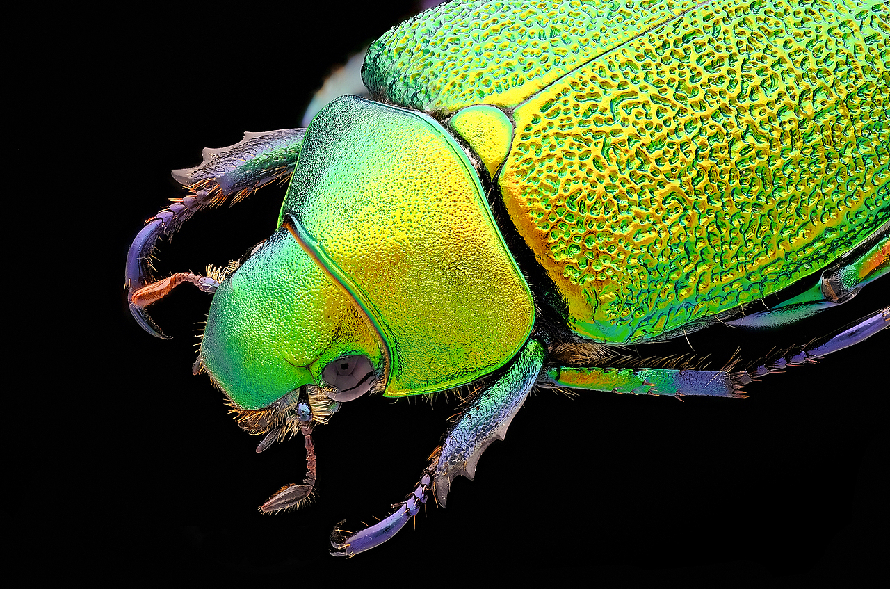 豪华太空舱-瓜哥堆叠微距摄影（图ZMjQxNDYyOTUy） - 风光摄影 - 站酷设计师瓜哥微距摄影原创素材 - 站酷ZCOOL