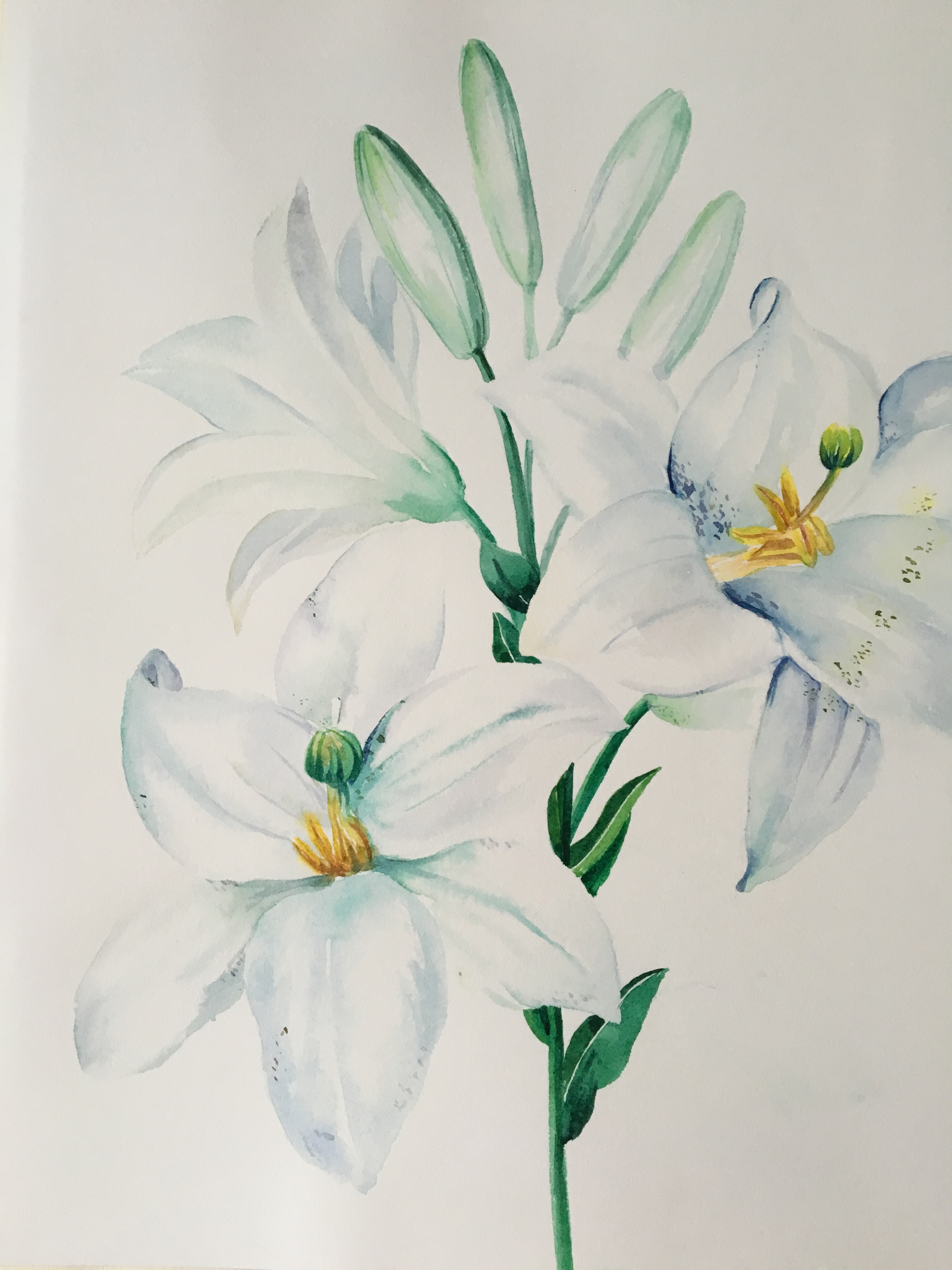 水彩插画 水彩百合花 百年好合