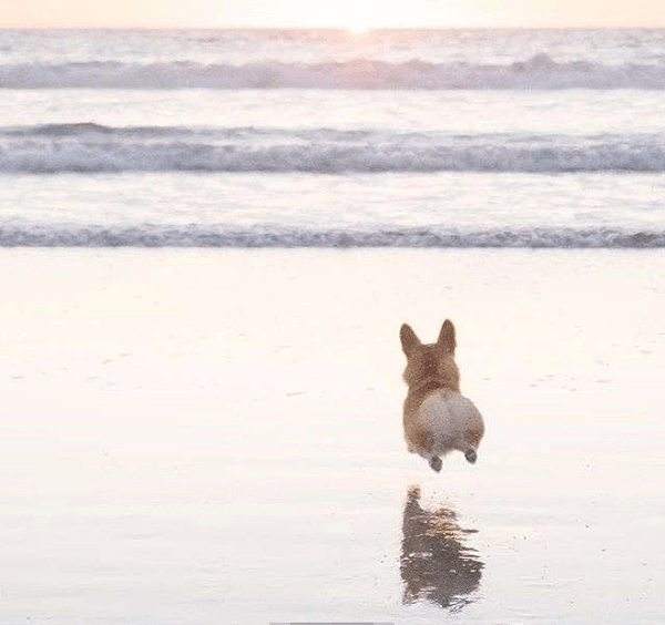 电臀小柯基—热缩片耳钉（图ZODk1NTU3ODQ=） - 首饰设计 - 站酷设计师legenddiy原创素材 - 站酷ZCOOL