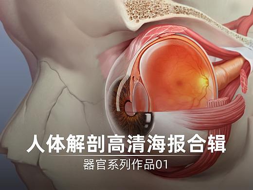 人体解剖高清海报合辑 | 医学插画