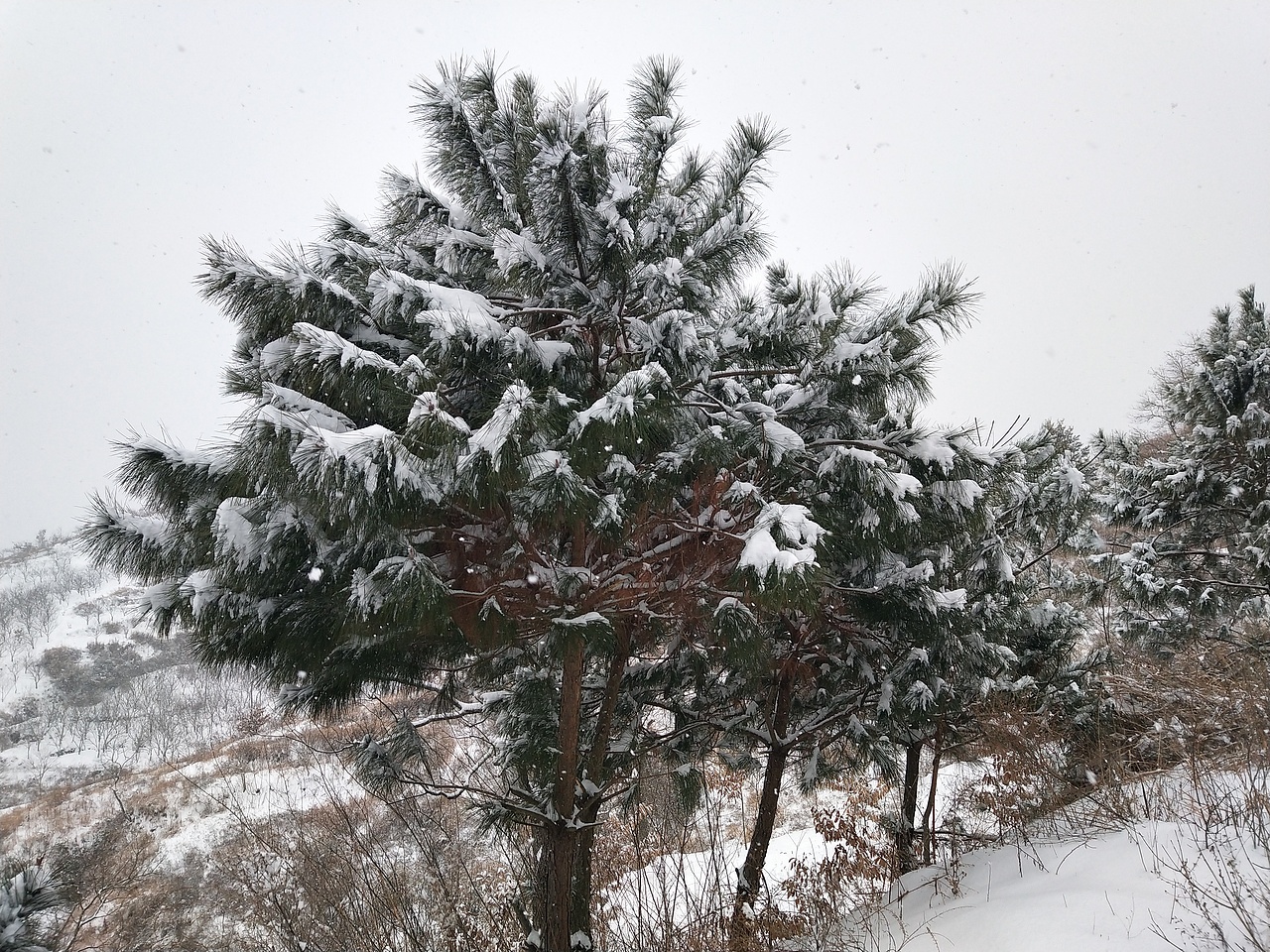 2018老家雪景——革命老区大别山麻城