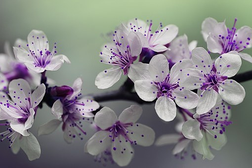 花（图ZMTI5MzE5MTY0） - 风光摄影 - 站酷设计师大海粉丝原创素材 - 站酷ZCOOL