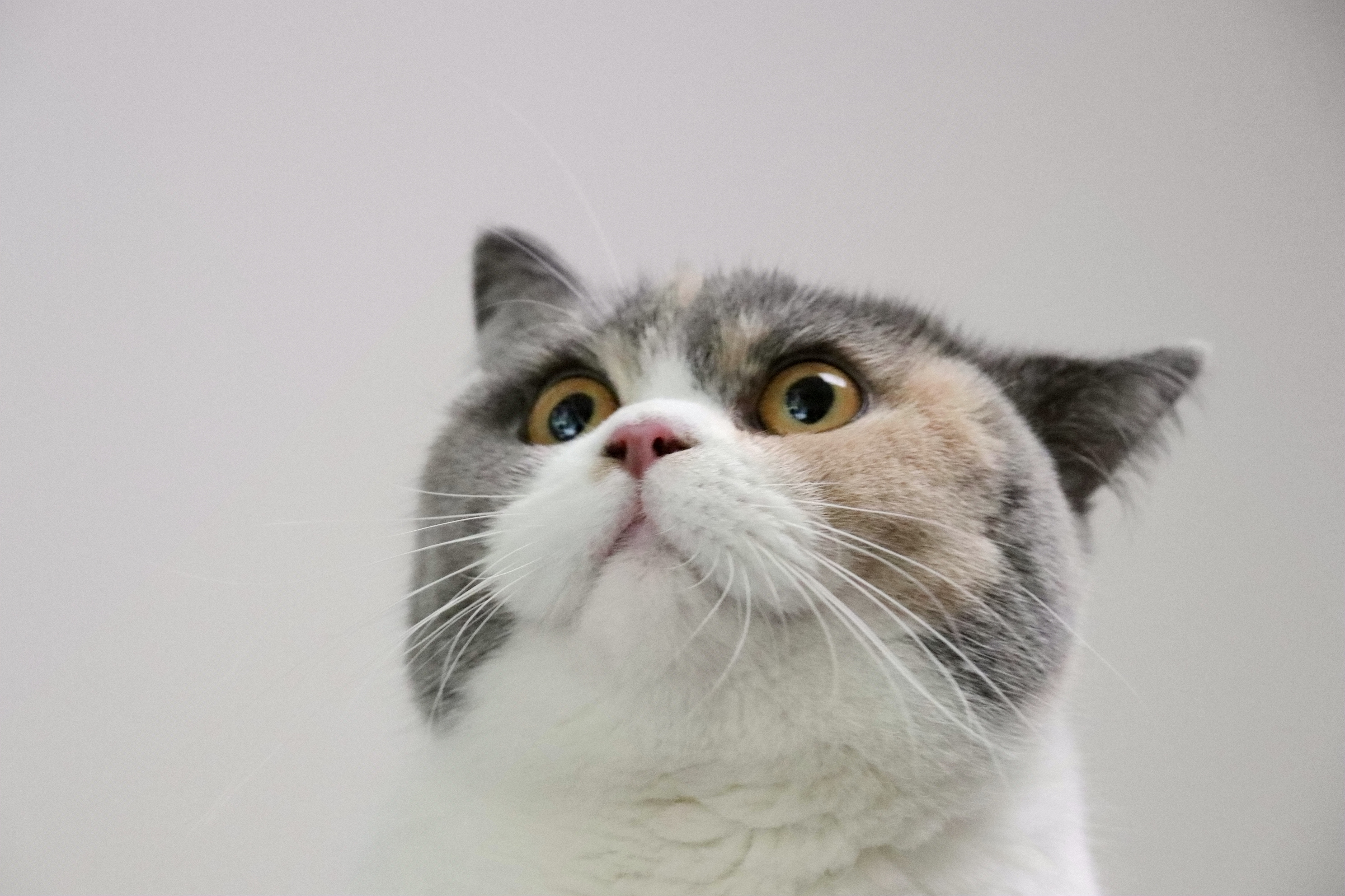 沐米宠物 英国短毛猫|英短三花色