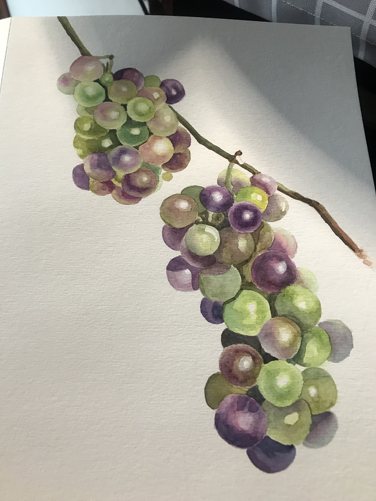 葡萄（图ZMjA4NjIxMDA4） - 绘画 - 站酷设计师姑姑侠原创素材 - 站酷ZCOOL