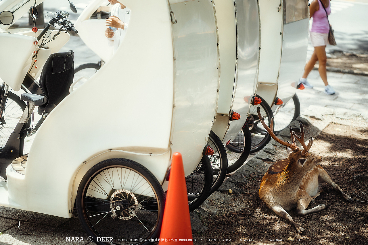 奈良の鹿（图ZMTIwODI4MjQ4） - 宠物摄影 - 站酷设计师monkeyivan原创素材 - 站酷ZCOOL