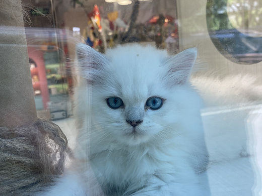 这是猫猫