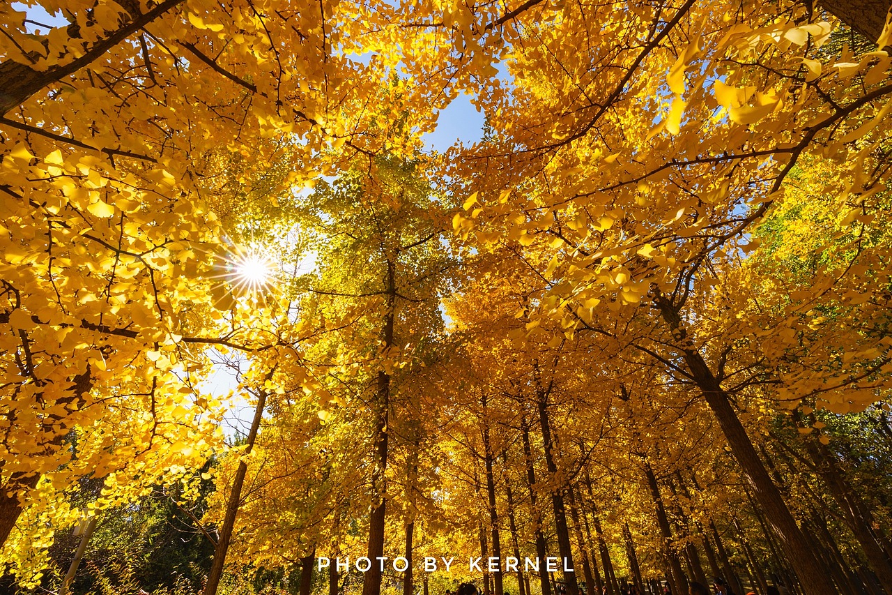深秋时节，金黄银杏