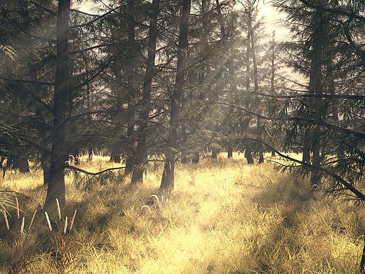 Forest · 森林