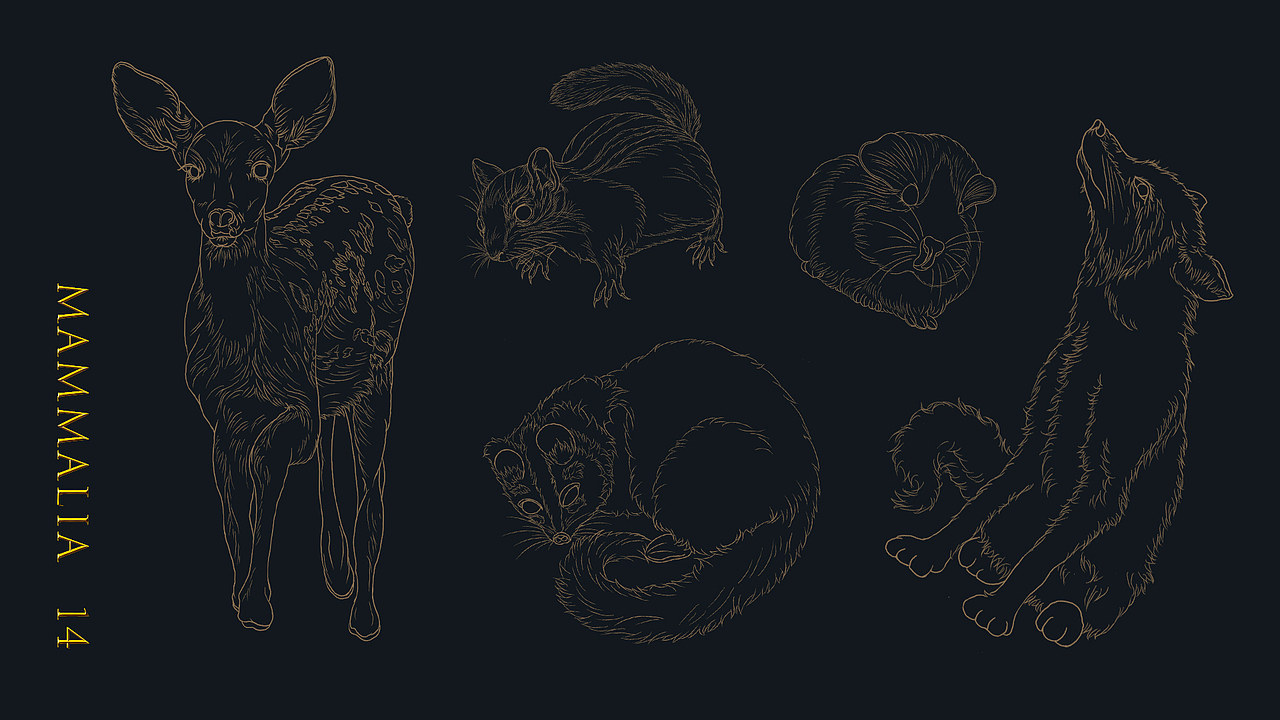 《野生保护动物名录》| 2020毕业设计