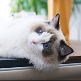 臭蛋是只猫的头像