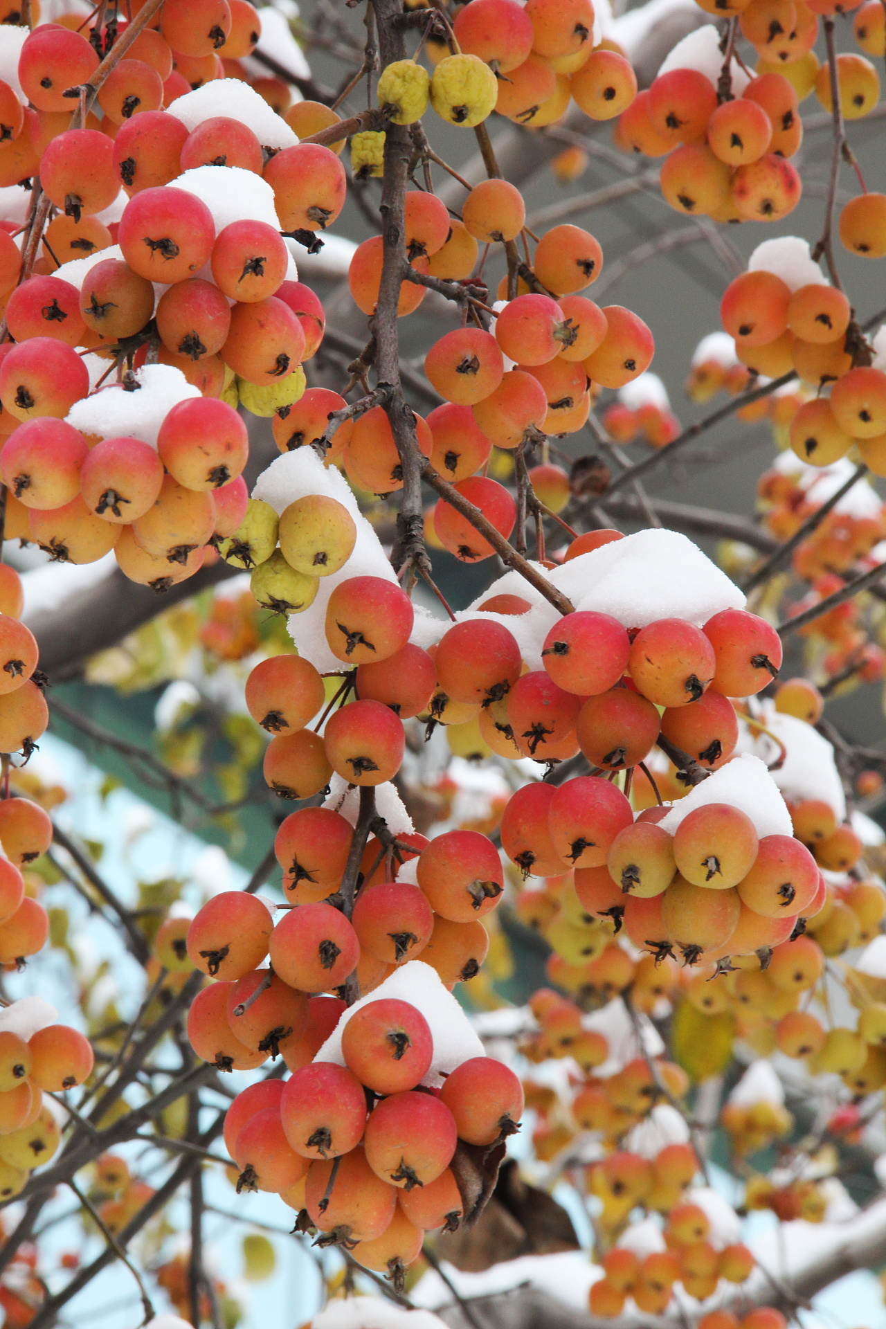 《 雪中海棠 》