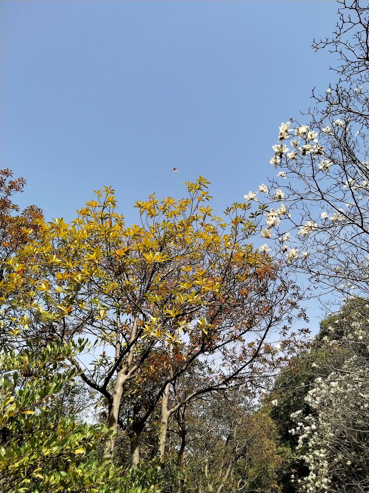 3月实拍!宝山.虎林园
