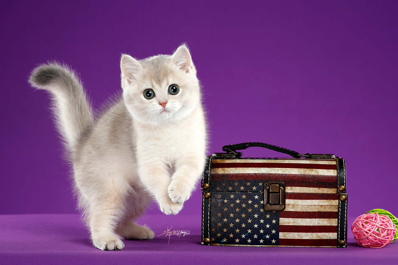 英国短毛猫
