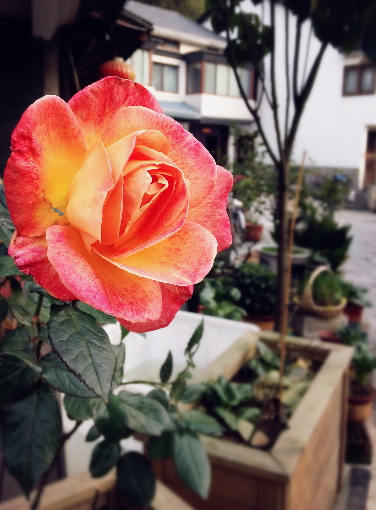 九溪-释放心情的旅途 手机拍摄