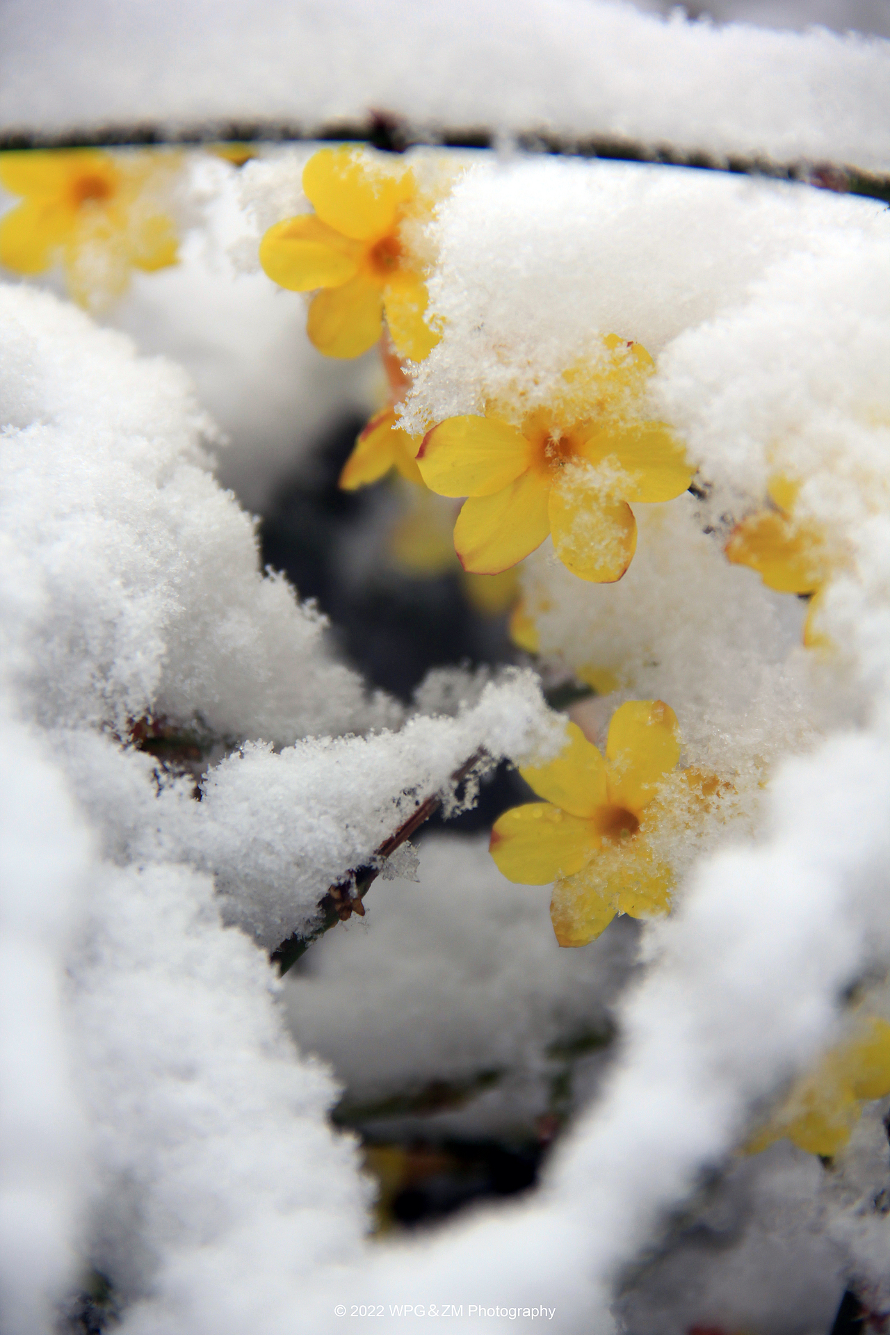 《 瑞雪迎春 》
