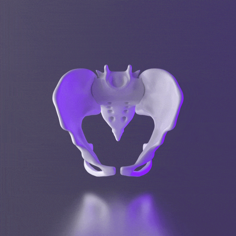 盆腔结构动态解析过程