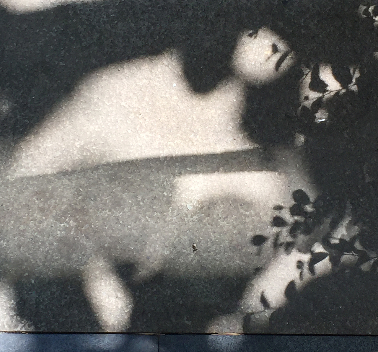 Cyanotype 蓝晒（图ZNTgyMTE5NzY=） - 图案 - 站酷设计师fangfangzhou原创素材 - 站酷ZCOOL