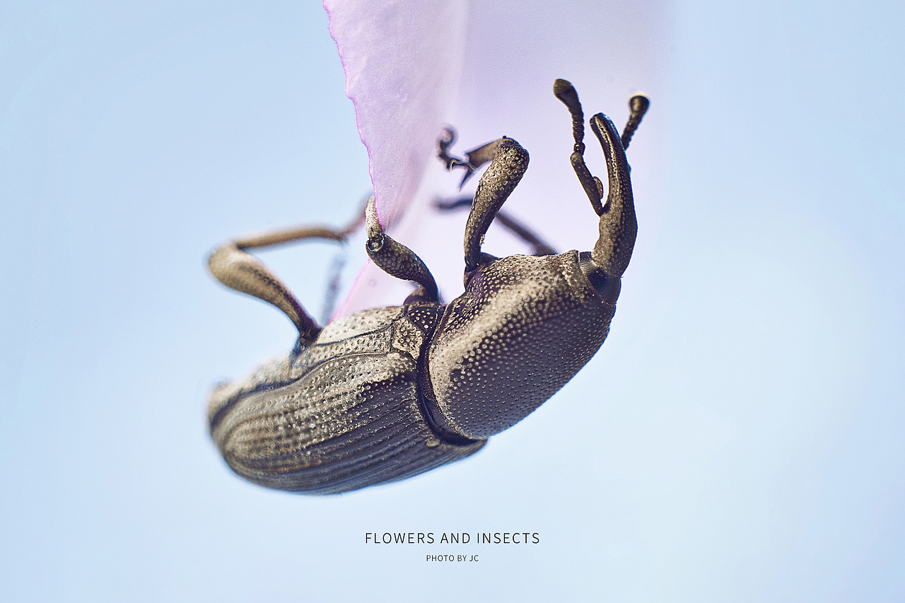 花與蟲微距攝影（圖ZMjcyMjIyOTY4） - 其他攝影 - 站酷設(shè)計(jì)師ioofun原創(chuàng)素材 - 站酷ZCOOL