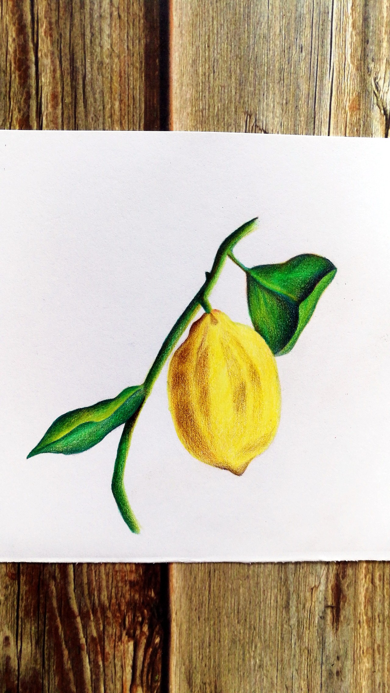 彩铅画柠檬