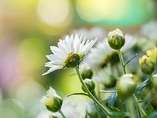 斑斓春日（个人主页-ZNTg1NTA0OTI=） - 其他摄影 - 站酷设计师摄影师大琼原创素材 - 站酷ZCOOL