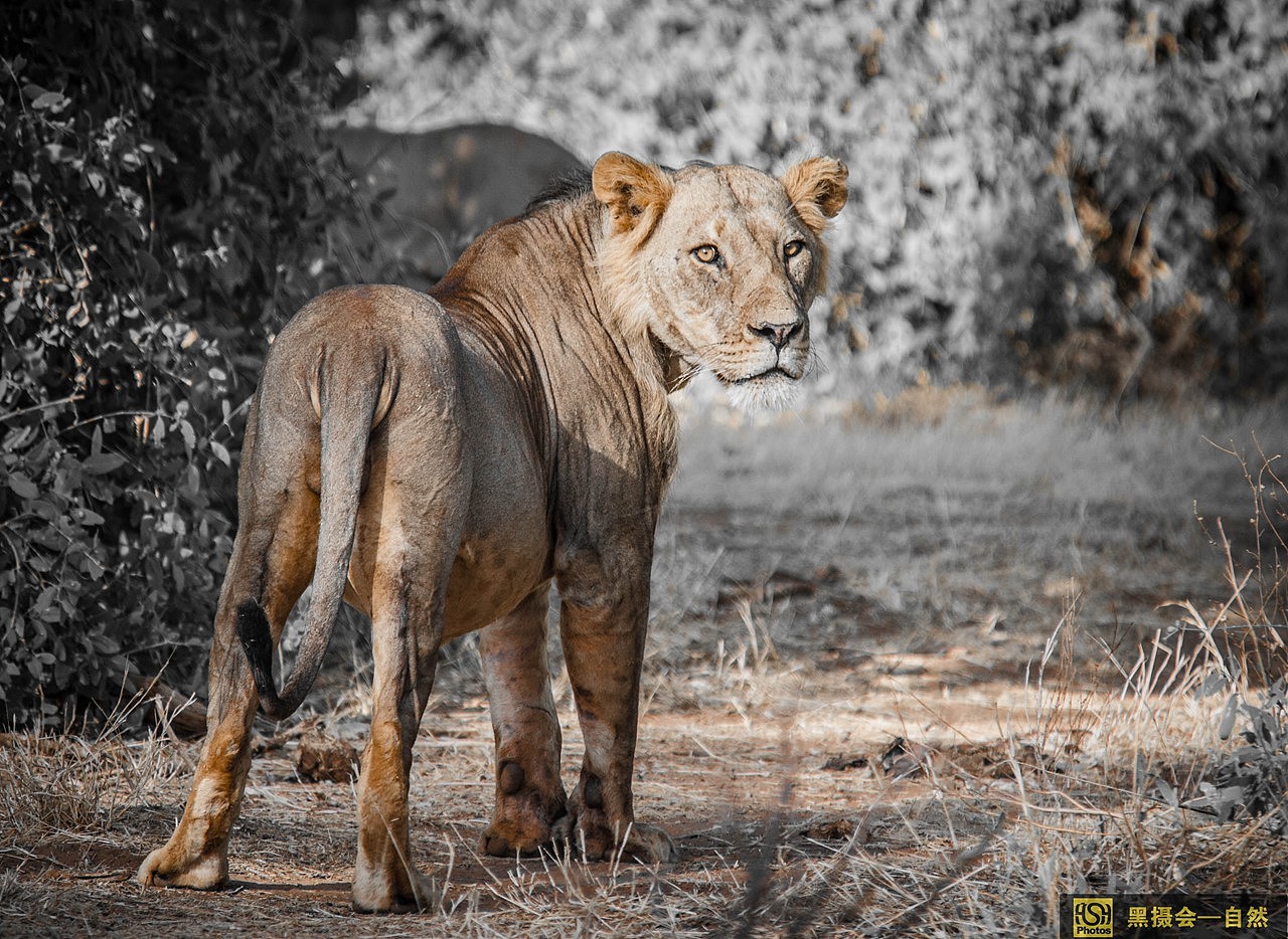 年轻的雄狮,雄狮的鬃毛还没长满。但是已经是威风凛凛了。