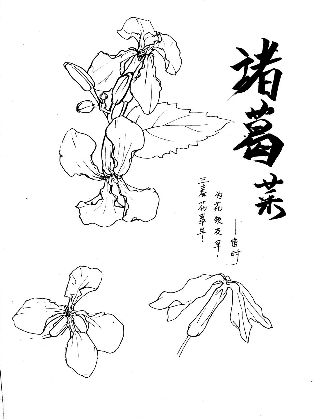 线描动植物手绘作品（图ZMjgyMzYyMDMy） - 图案 - 站酷设计师YiChanMeow义臣子原创素材 - 站酷ZCOOL