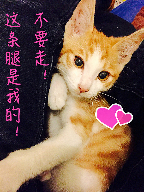 2017要有爱哦（图ZNjk3ODM3NDA=） - 宠物摄影 - 站酷设计师紫电闪雷鸣原创素材 - 站酷ZCOOL