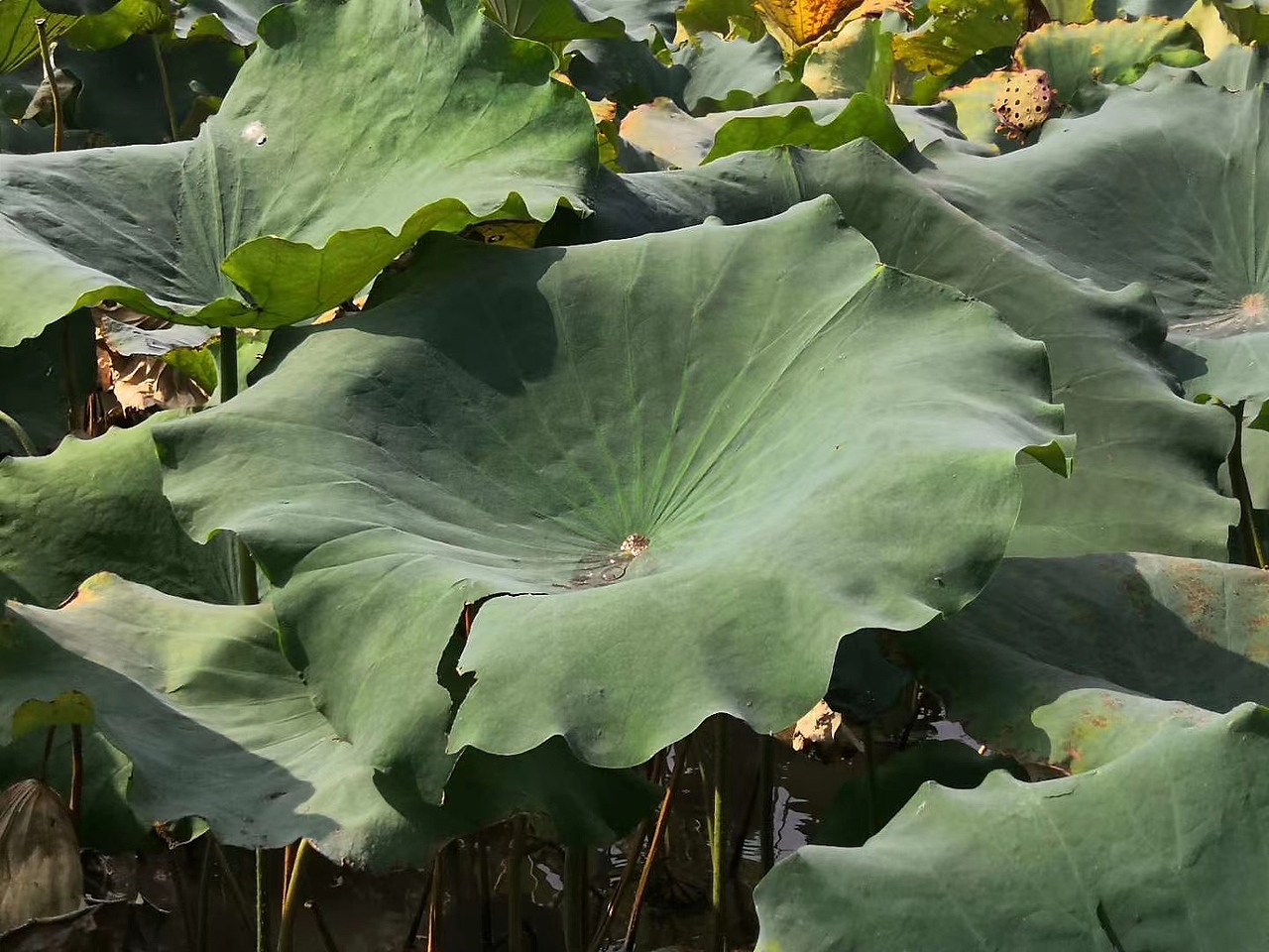 灯会（图ZMjY1NTMzODA4） - 环境/建筑摄影 - 站酷设计师绕道鱼原创素材 - 站酷ZCOOL