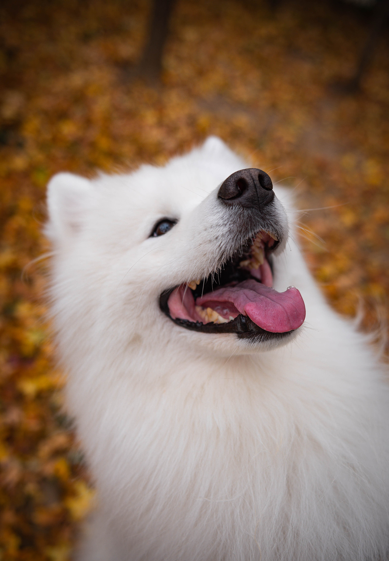 落叶下的微笑天使萨摩耶