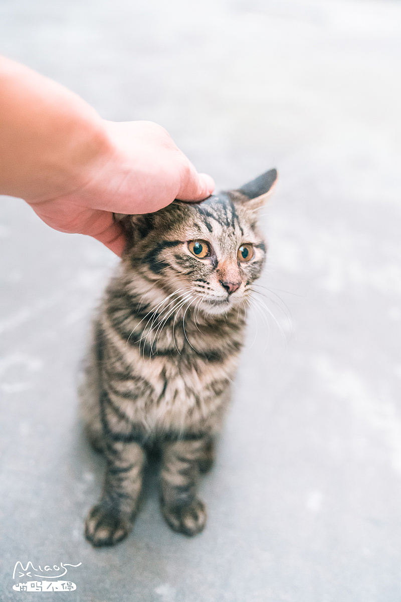 完了,我的处女摸被一个猪头夺走了~