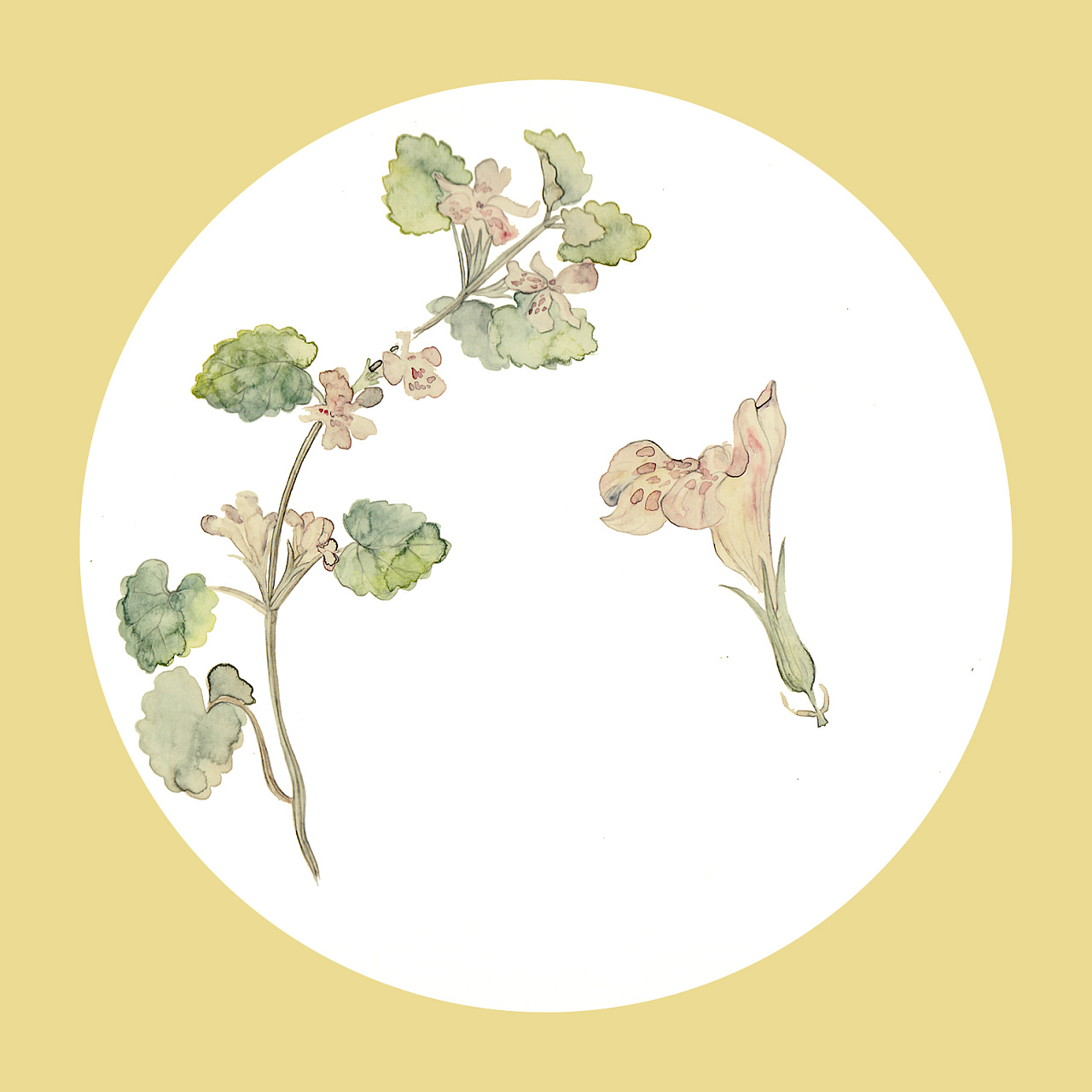 植物生长——连钱草