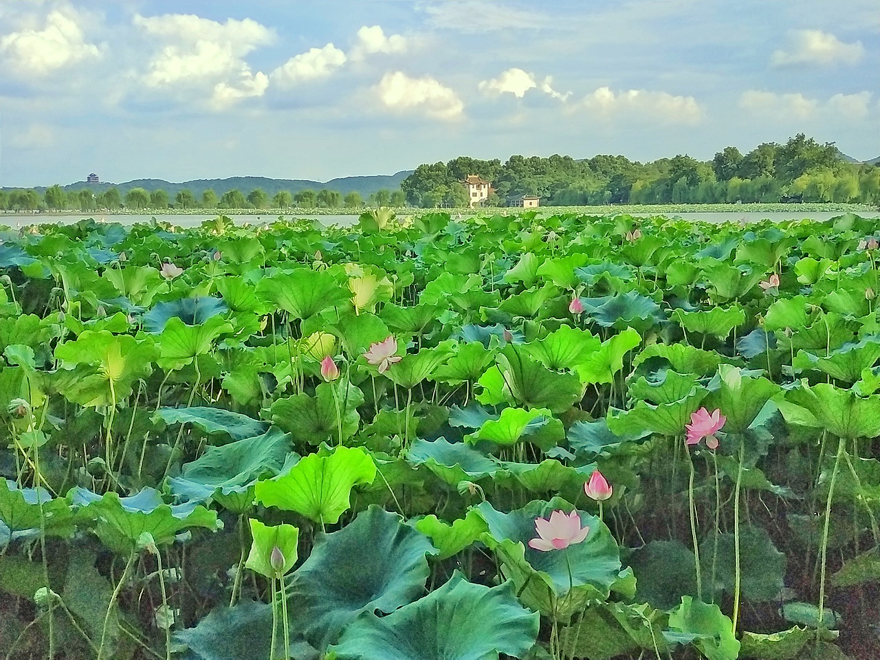 西湖边的荷花塘