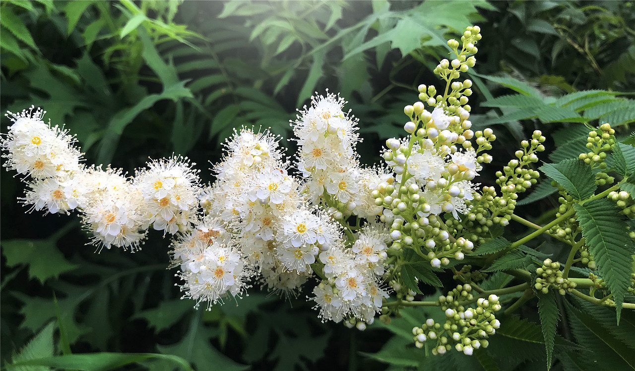 刘勇良手机纪实摄影:盛开的珍珠梅