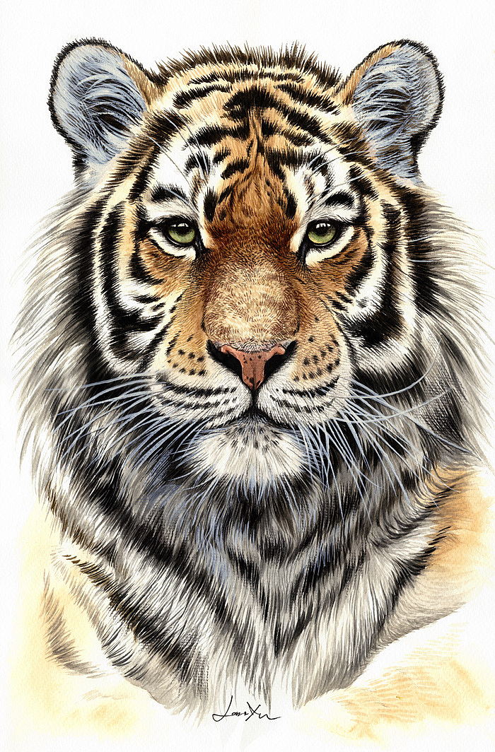 许宁动物水彩 野生大猫们