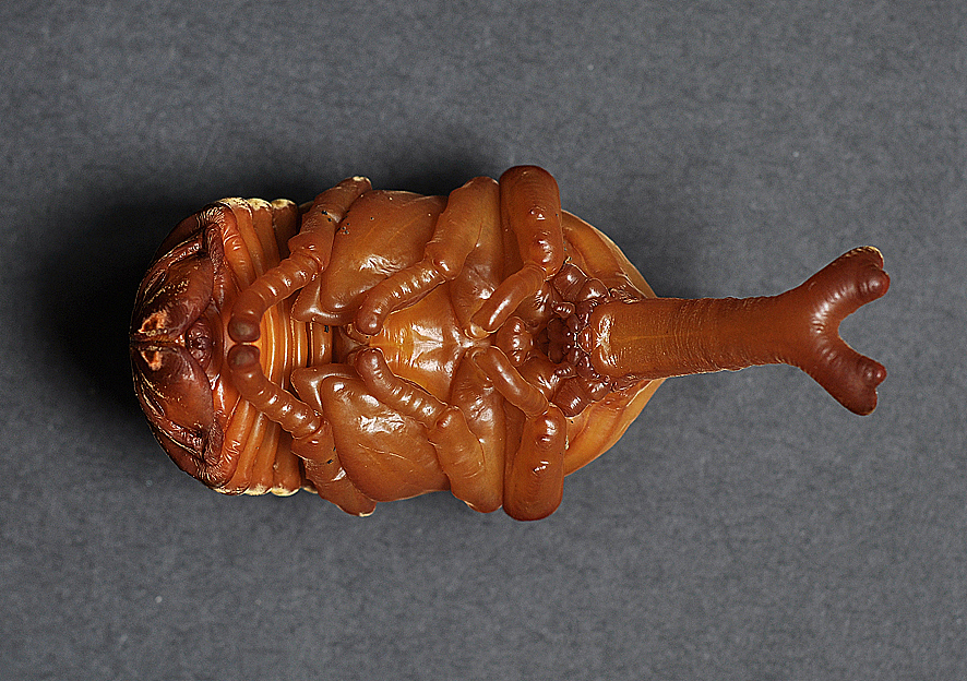 双叉犀金龟(公蛹) br>·我是沉睡的武士,来自地狱的天使 br>(蛹期大约