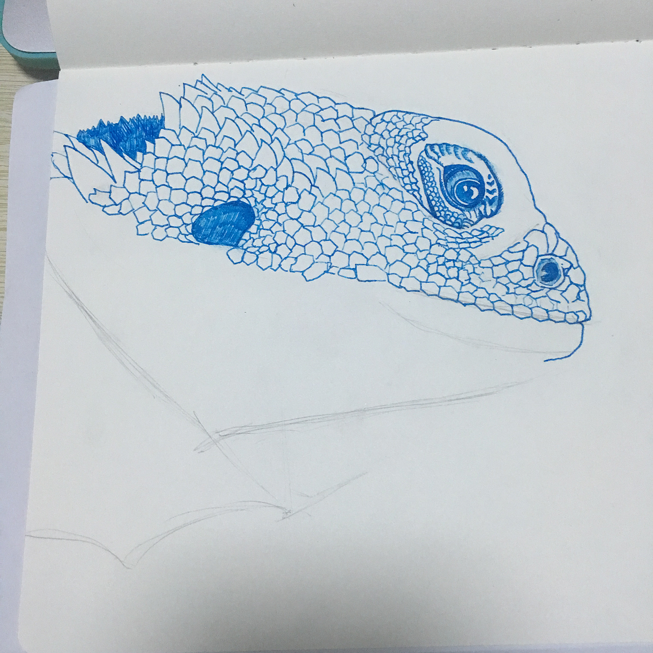 钢笔手绘——鬃狮蜥