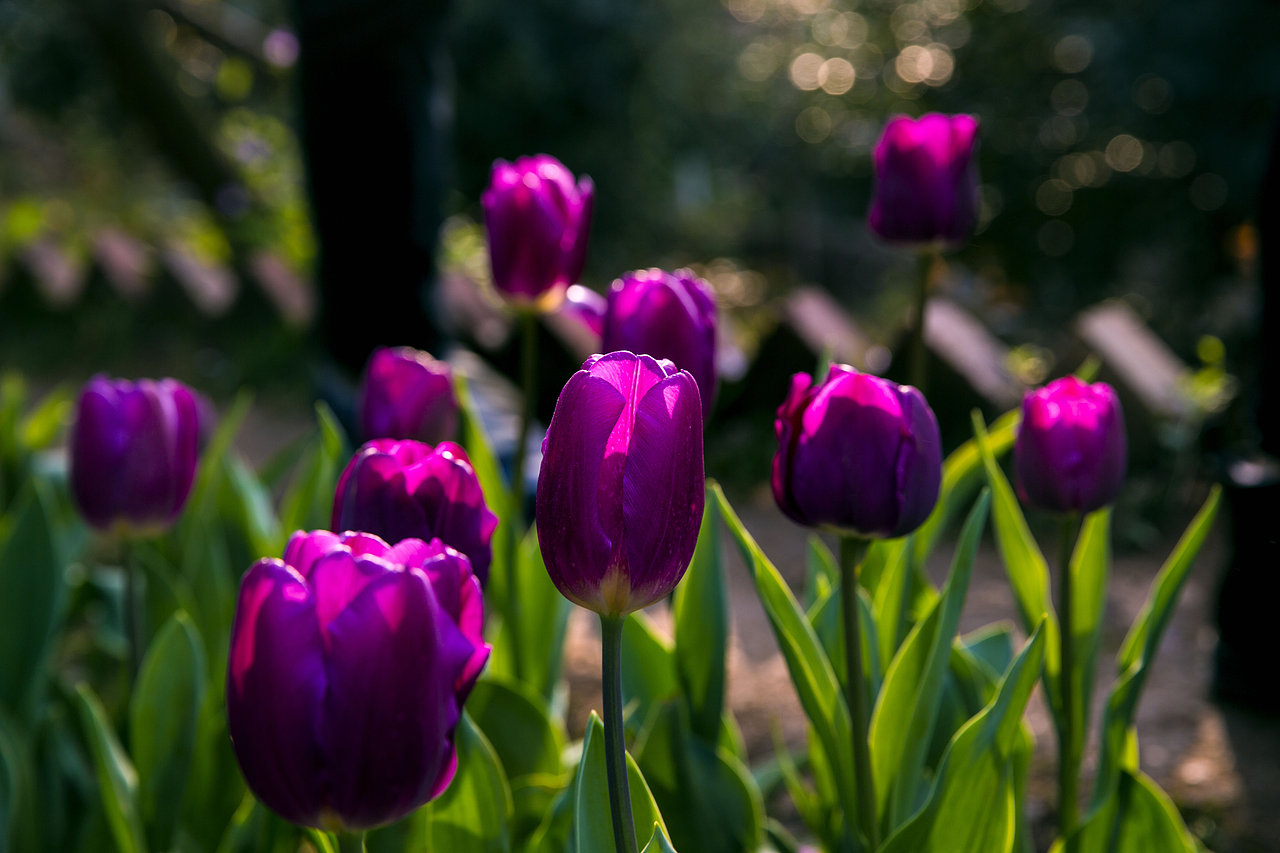 春之花,长沙植物园樱花节
