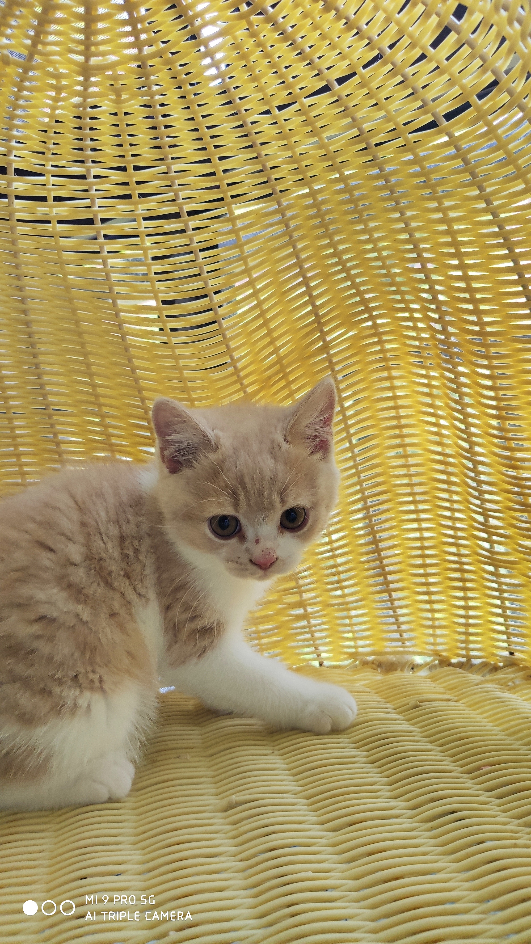 橘猫144-英短-乳白-公-五粉-白脖圈